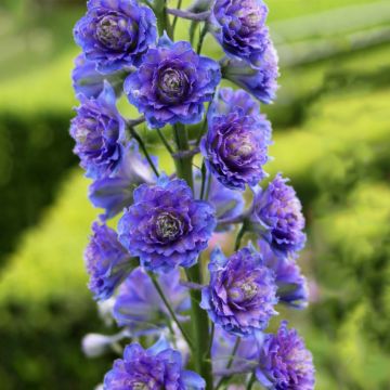 Ritarinkannus Highlander Blueberry Pie