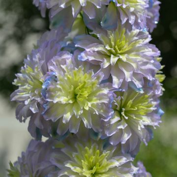 Ritarinkannus Highlander Sweet Sensation