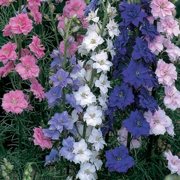 Jaloritarinkannus Little Rocket Mix (siemenet)
