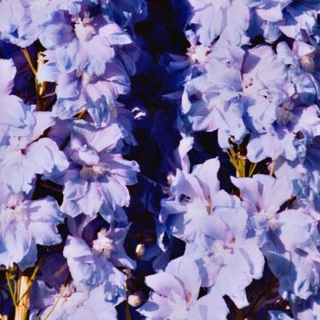 Tarharitarinkannus Misty Mauves