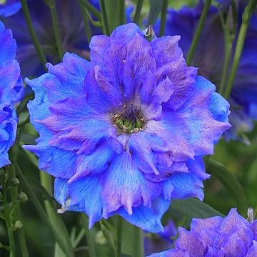 Ritarinkannus Pagan Purples