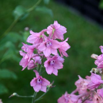 Ritarinkannus Pink Sensation