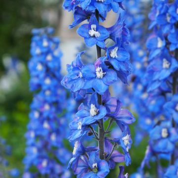 Tarharitarinkannus Magic Fountain Sky Blue-White Bee
