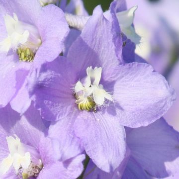 Jaloritarinkannus Delphinium belladonna Capri