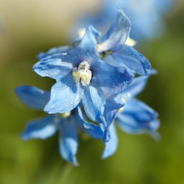 Jaloritarinkannus Cliveden Beauty