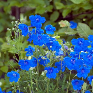 Kiinanritarinkannus Blauer Zwerg