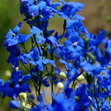 Kiinanritarinkannus - Delphinium grandiflorum