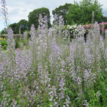 Jaloritarinkannus - Delphinium requienii