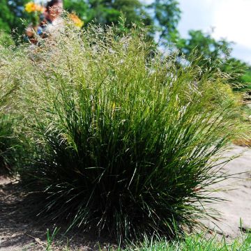 Nurmilauha - Deschampsia caespitosa