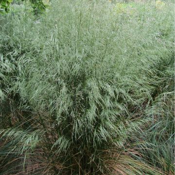Metsälauha - Deschampsia flexuosa