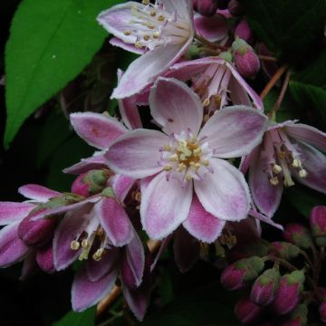 Tarhanietospensas Perle Rose