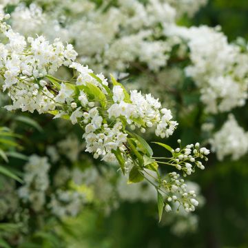 Sironietospensas - Deutzia gracilis
