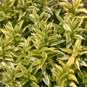 Sironietospensas Variegata