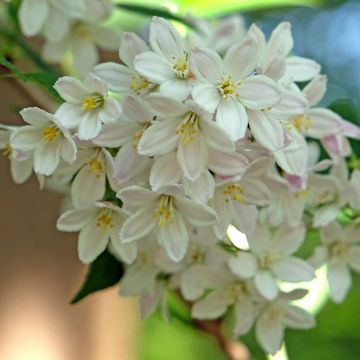 Nietospensas - Deutzia x lemoinei