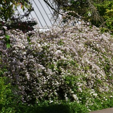 Nietospensas Campanulata