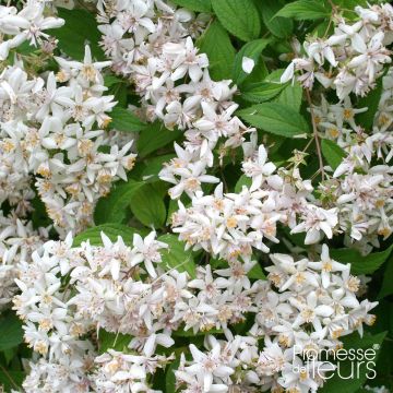 Nietospensas - Deutzia scabra