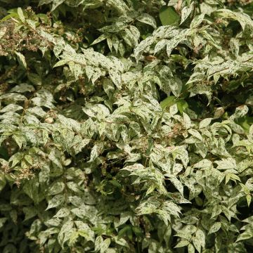 Nietospensas Punctata