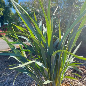 Dianella revoluta Clarity Blue