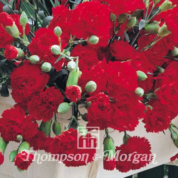 Tarhaneilikka Trailing Carnations Mixed (siemenet)