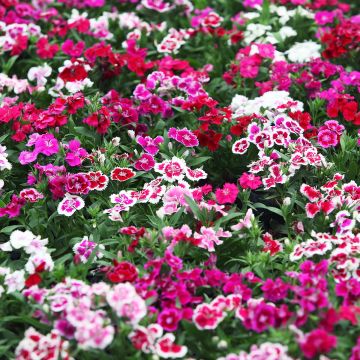 Harjaneilikka Indian Carpet Mixed (siemenet)