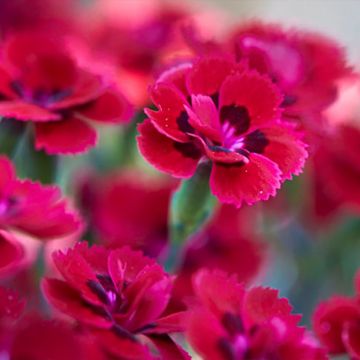 Sulkaneilikka Merci Fleuri