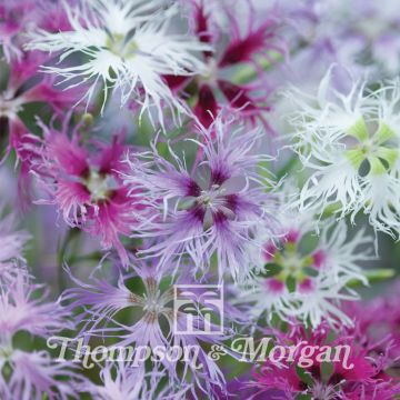 Neilikka Rainbow Loveliness Improved Mixed (siemenet)