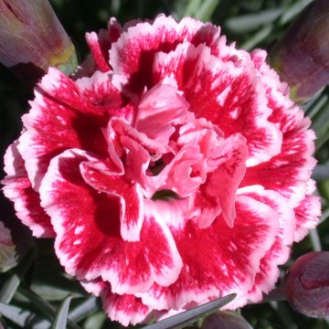 Sulkaneilikka Scent First Sugar Plum ( Lanthe)