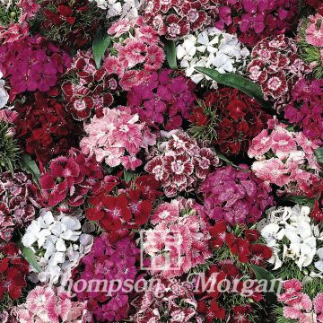 Harjaneilikka Summer Sundae (siemenet)