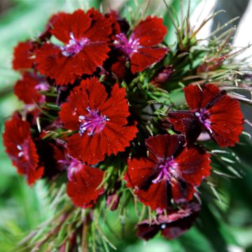 Harjaneilikka Oeschberg