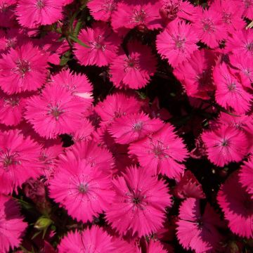 Harjaneilikka Pink Beauty