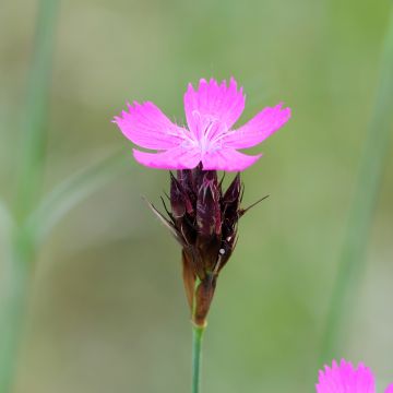 Munkkineilikka - Dianthus carthusianorum