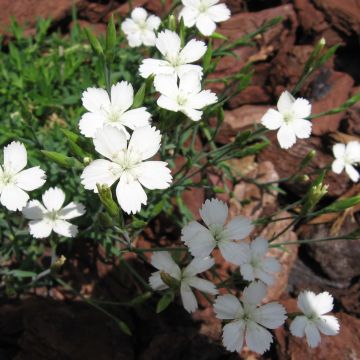 Ketoneilikka Albiflorus