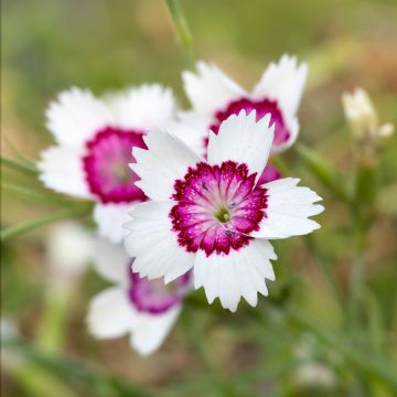 Ketoneilikka Arctic Fire