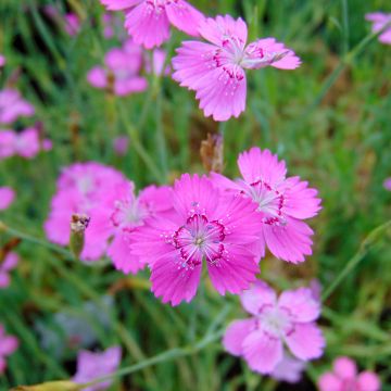 Ketoneilikka Rosea