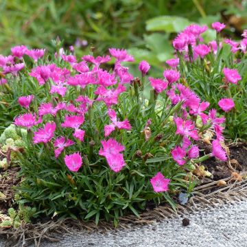 Vuorineilikka Kahori