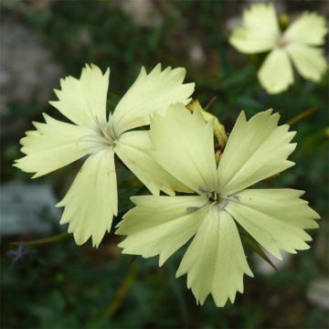 Rikkineilikka - Dianthus knappii