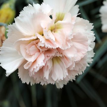 Sulkaneilikka Devon Cream