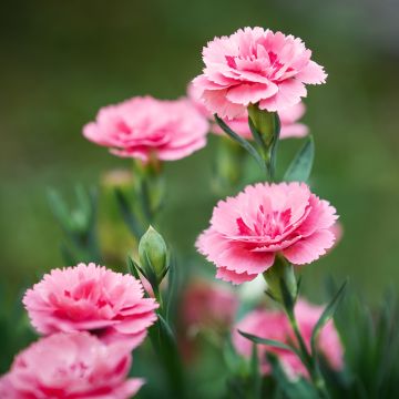 Sulkaneilikka Doris