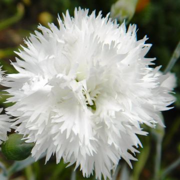 Sulkaneilikka Flore Pleno Albus