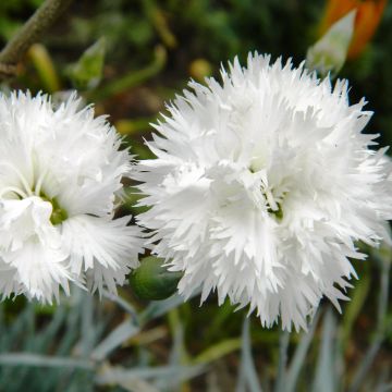 Sulkaneilikka Haytor White