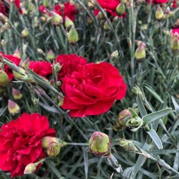 Sulkaneilikka Passion Hot Red