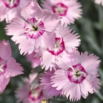 Neilikka - Dianthus spiculifolius