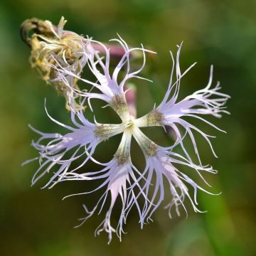 Pulskaneilikka - Dianthus superbus