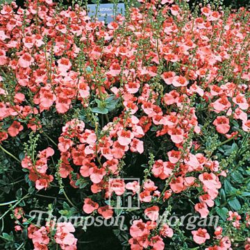 Mätäsdiana Apricot Queen (siemenet)