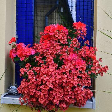 Mätäsdiana Breezee Plus Red