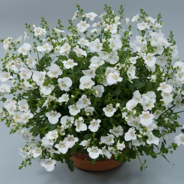 Mätäsdiana Breeze Plus White