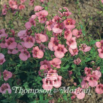 Mätäsdiana Rose Queen (siemenet)