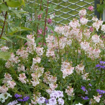 Mätäsdiana Up Rose Pink
