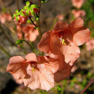Mätäsdiana Blackthorn Apricot