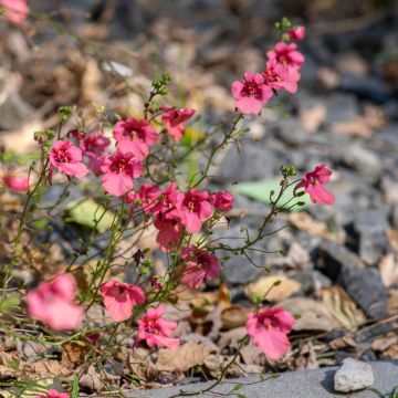 Pikkudiana - Diascia fetcaniensis